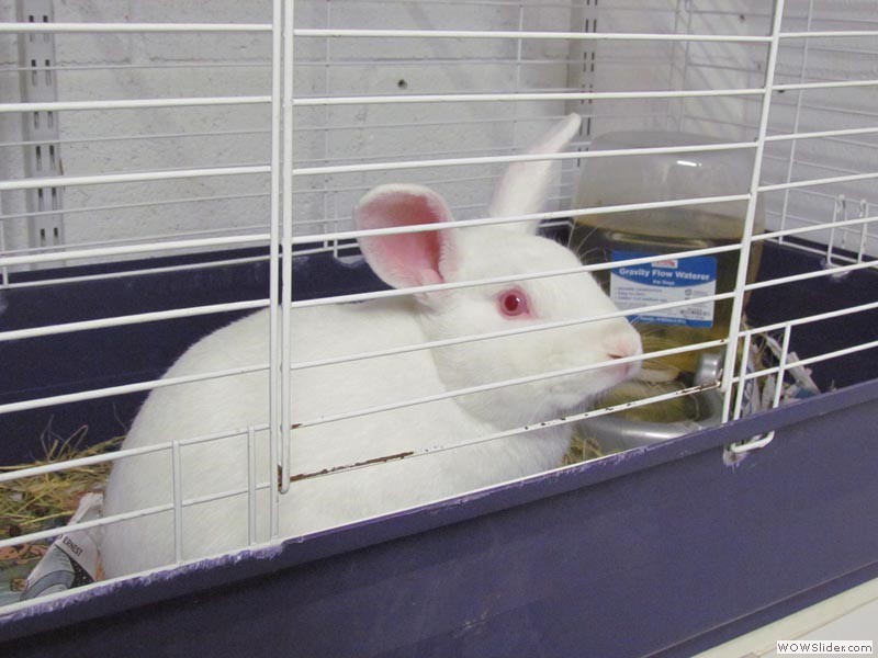 Thumper - Rabbit
