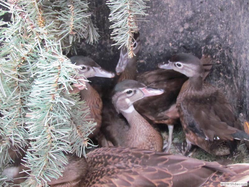 Wood Ducks