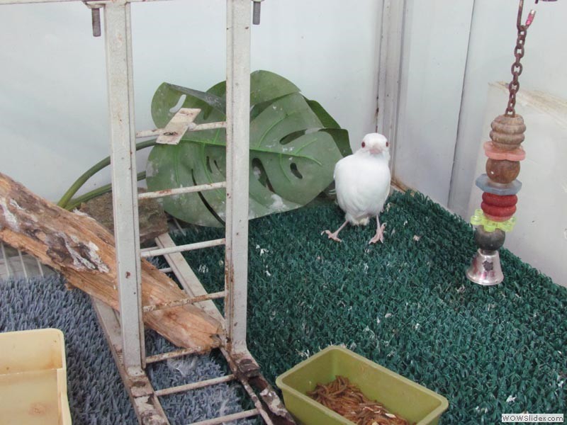 Al, the Albino Blue Jay