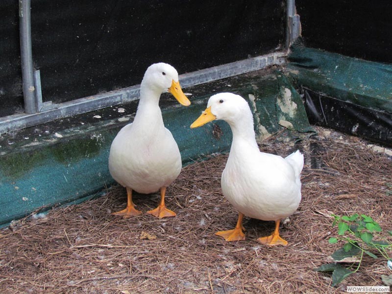 Pekin Ducks