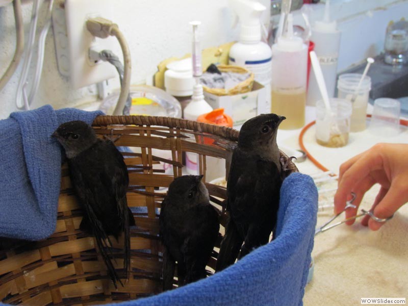 Chimney Swifts feeding