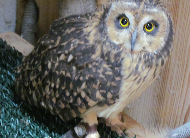Gracie - Short Eared Owl