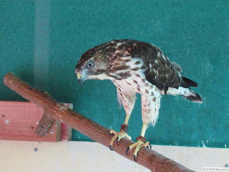 Broadwinged Hawk