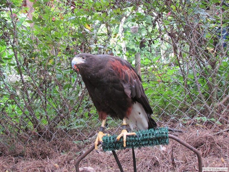 Harriett - Harris Hawk