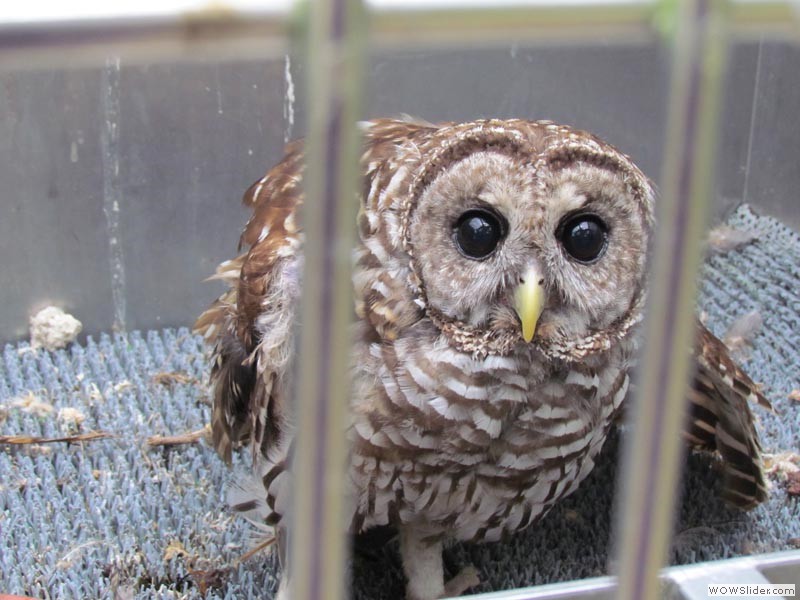 Barred Owl