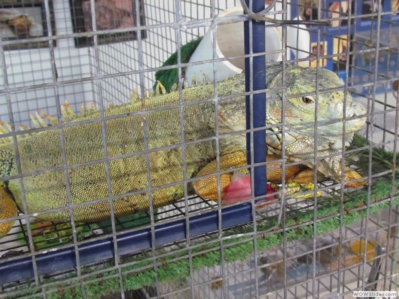 Iggy, Male Iguana