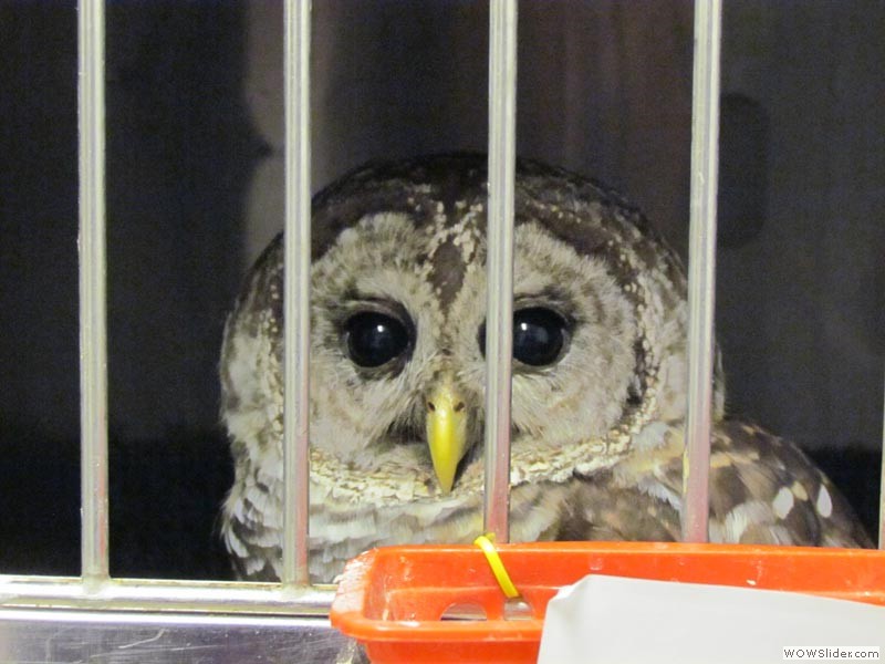 Barred Owl
