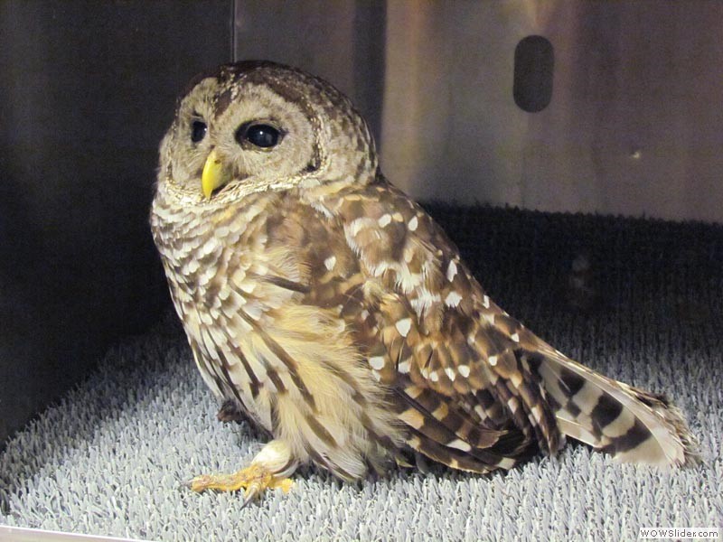 Barred Owl