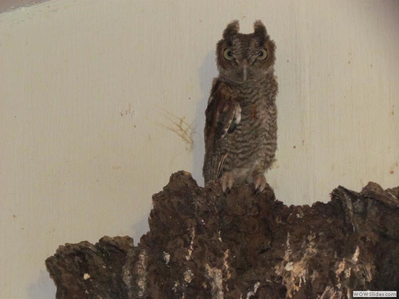 Archie - Screech Owl