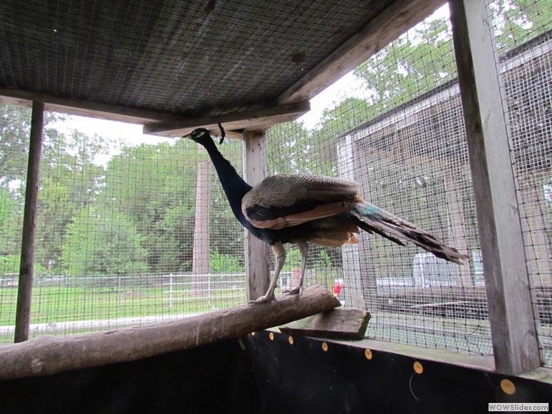 Peacock