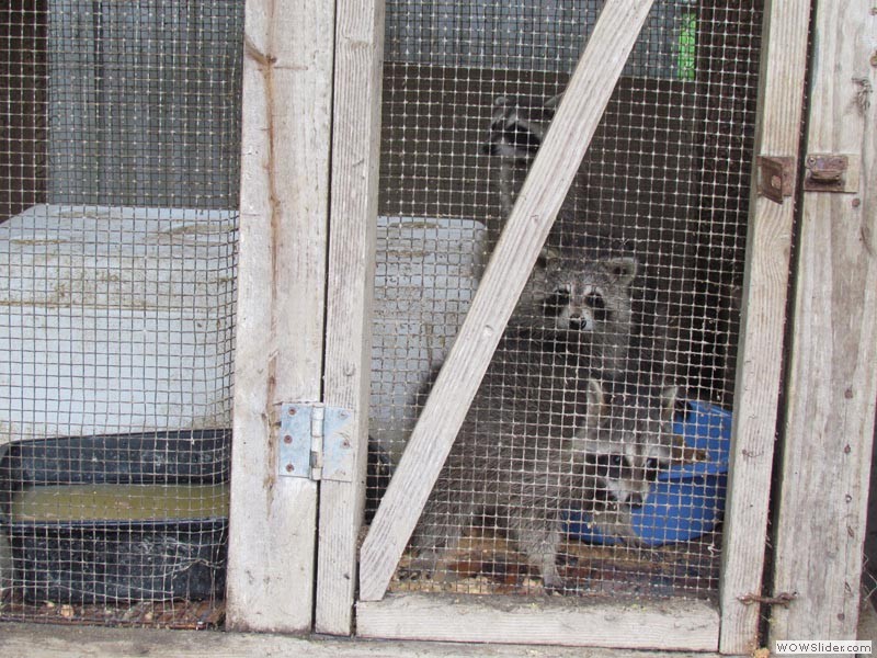 Raccoon Family