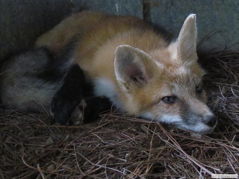 Red Fox