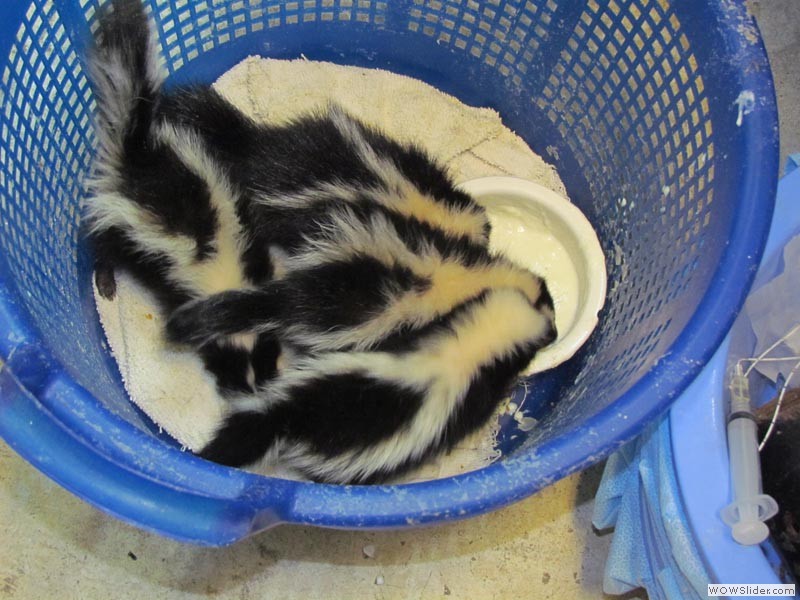 Baby skunks feeding