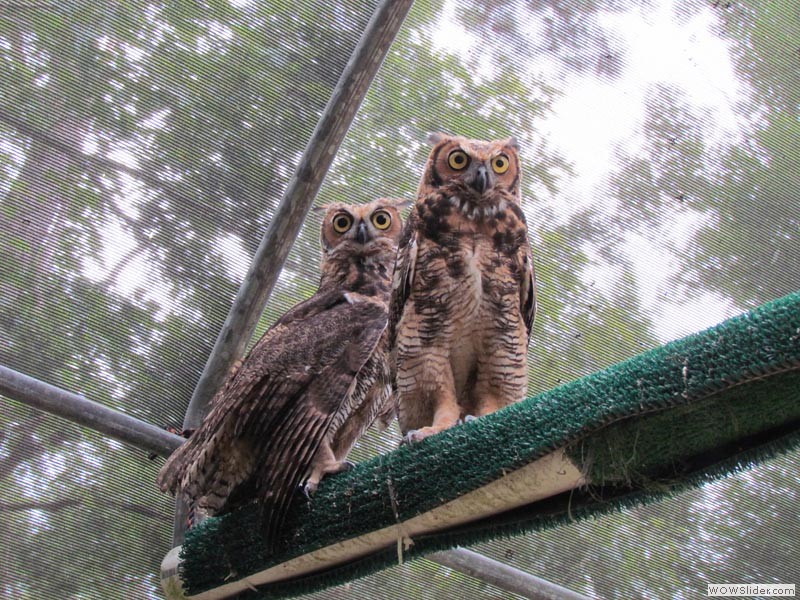 Great Horned Owls