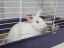 Thumper - Rabbit