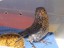 Eastern Bluebird