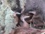 Wood Ducks