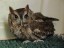 Screech Owl
