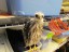 Mississippi Kite