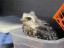 Mississippi Kite