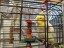 Cockatiel