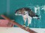 Broadwinged Hawk