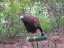 Harriett - Harris Hawk