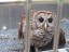 Barred Owl