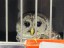 Barred Owl