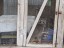 Raccoon Family
