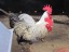 Pair of Roosters