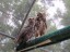 Great Horned Owls