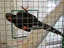 Zazu - Green Wood Hoopoe